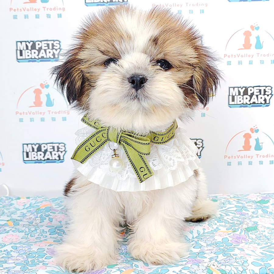 Shih Tzu Puppy (Female) For Sale