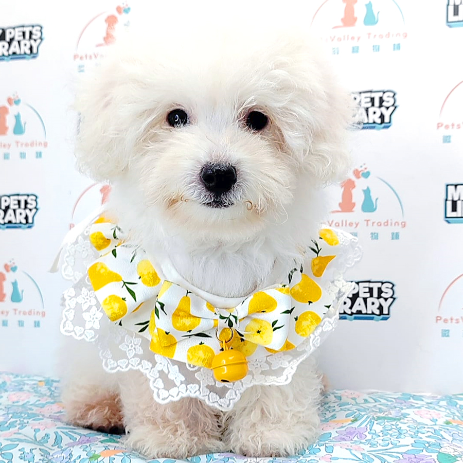 Tiny Poodle Puppy (Male) For Sale