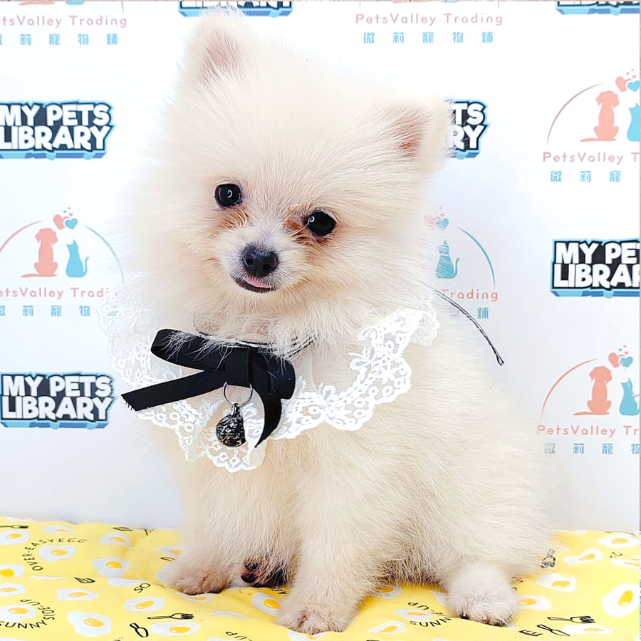 Pomeranian Puppy (Female) For Sale