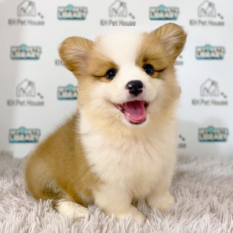 Welsh Corgi Puppy (Female) For Sale