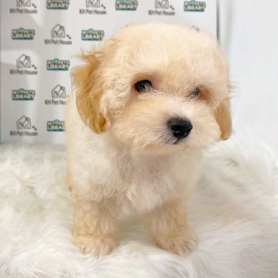 Maltipoo Puppy (Male) For Sale