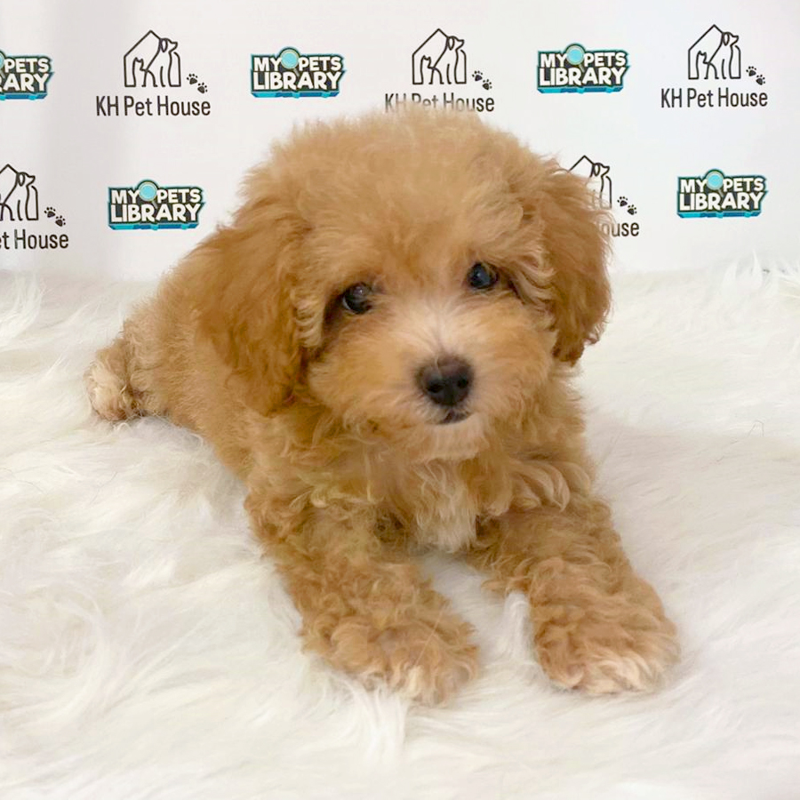 Tiny Poodle Puppy (Female) For Sale