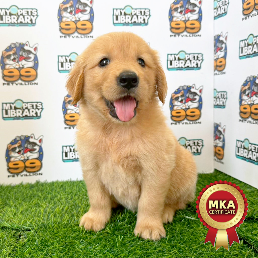 MKA Golden Retriever Puppy (Female) For Sale