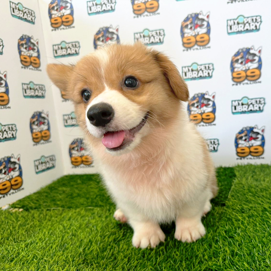 Welsh Corgi Puppy (Female) For Sale