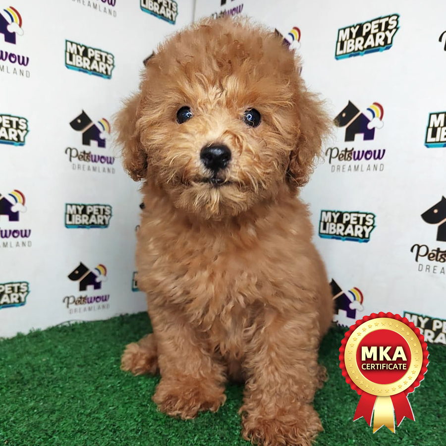 MKA Poodle Puppy (Female) For Sale