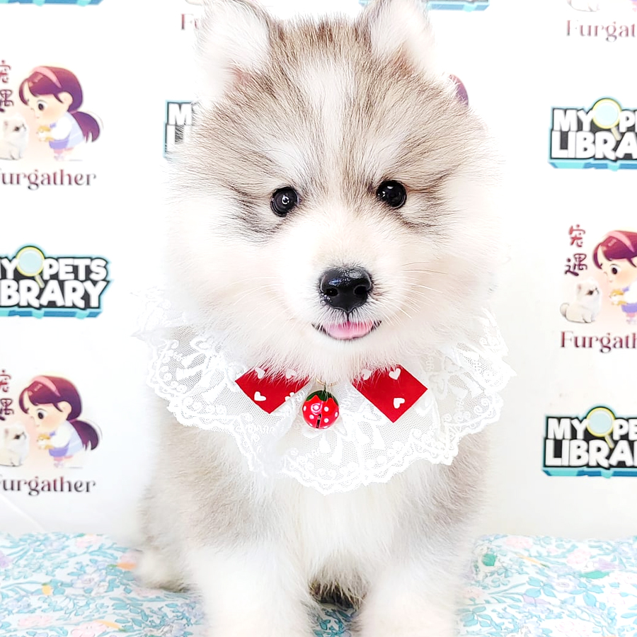 Wooly Husky Puppy (Male) For Sale