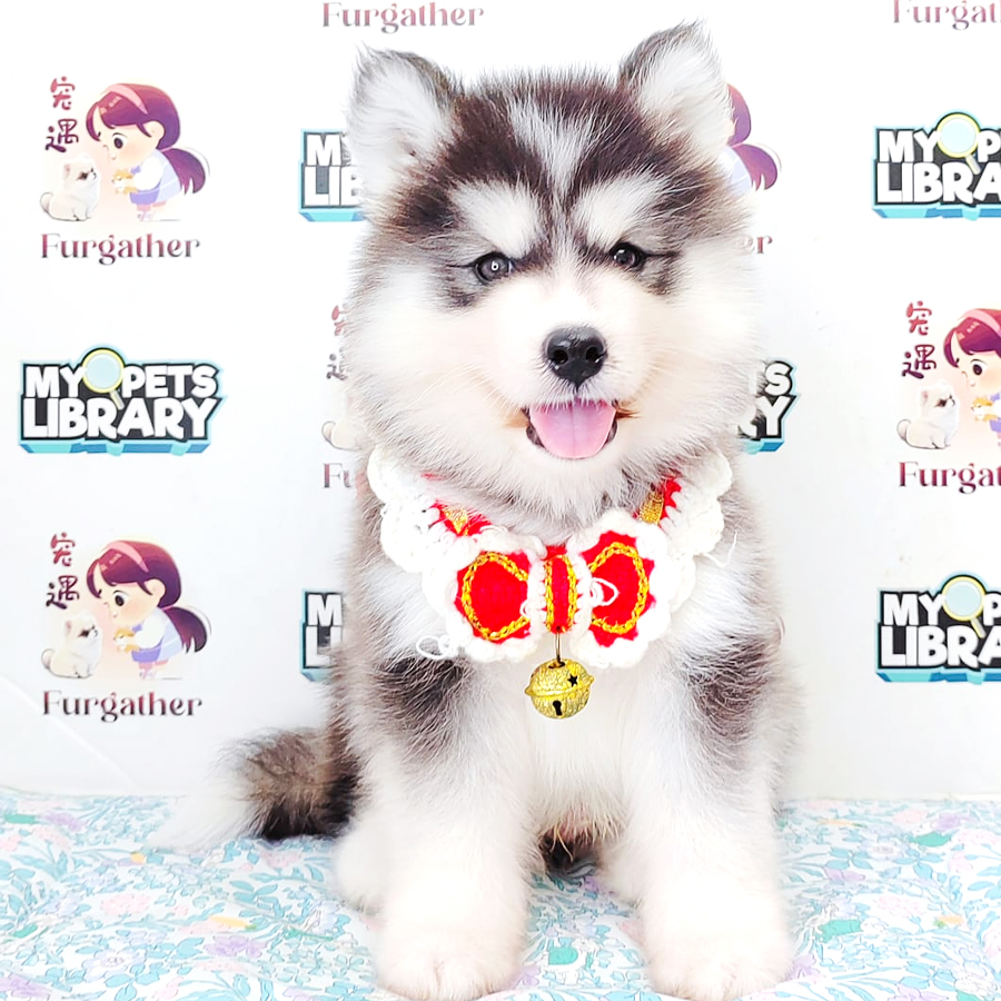 Wooly Husky Puppy (Male) For Sale