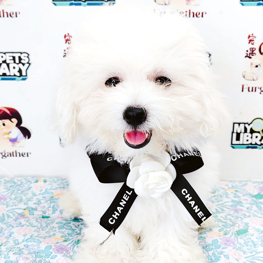 Tiny Toy Poodle Puppy (Male) For Sale