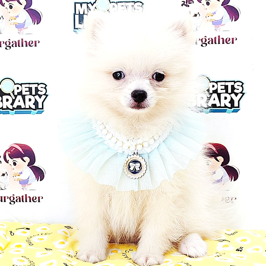 Pomeranian Puppy (Male) For Sale