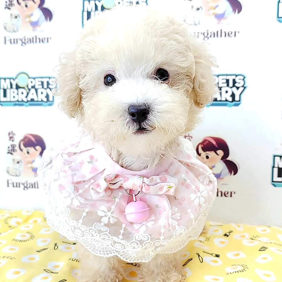 Tiny Toy Poodle Puppy (Male) For Sale