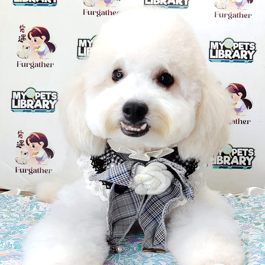 Maltipoo Puppy (Male) For Sale