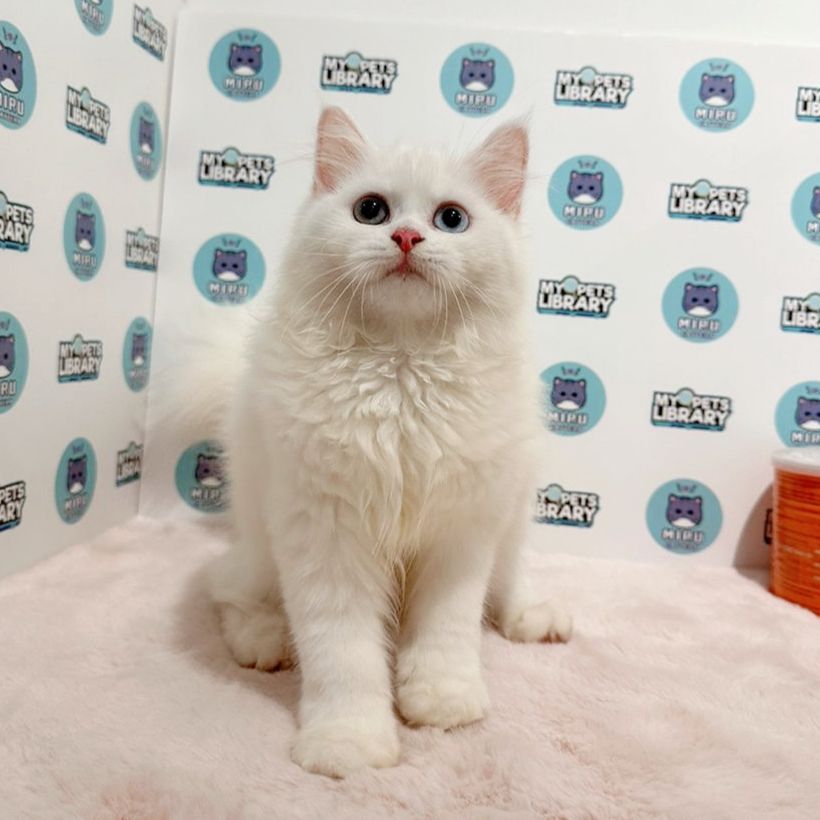 Scottishstraight Kitten (Male) For Sale