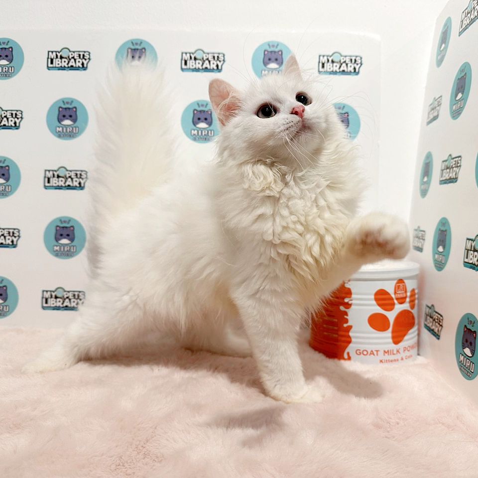 Scottishstraight Kitten (Male) For Sale