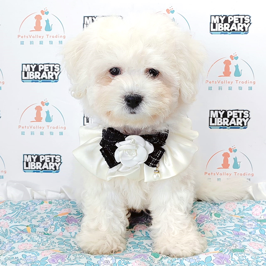 Bichon Frise Puppy (Female) For Sale