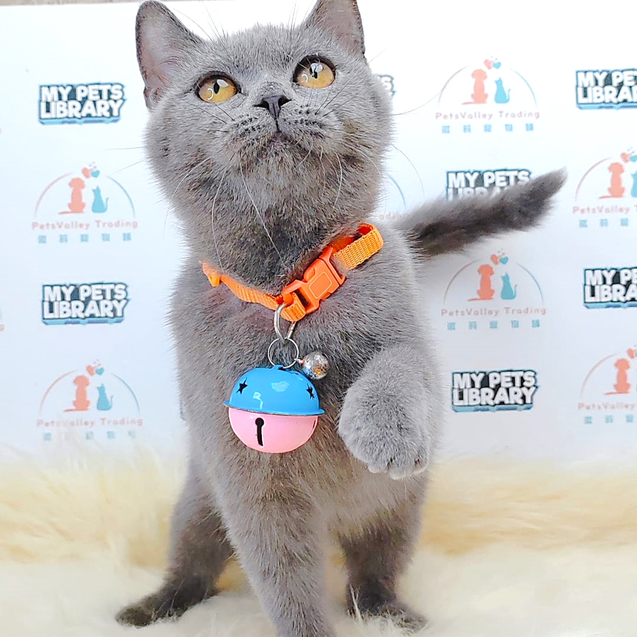 British Shorthair Kitten (Female) For Sale