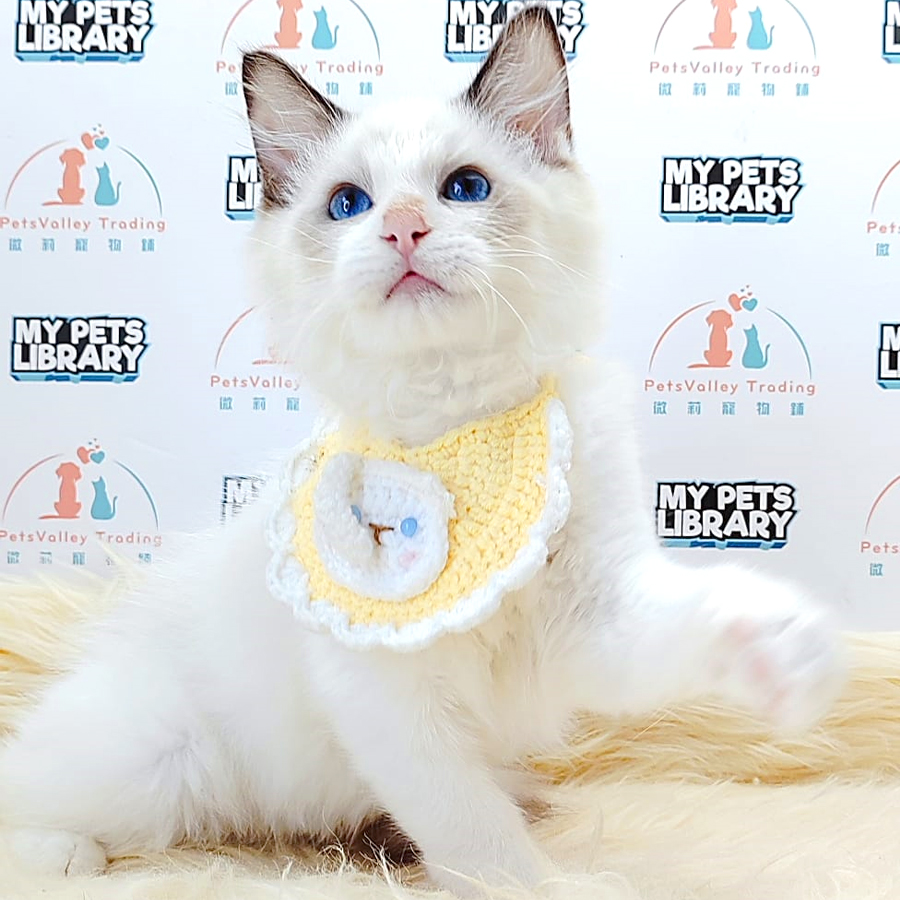Ragdoll Kitten (Male) For Sale