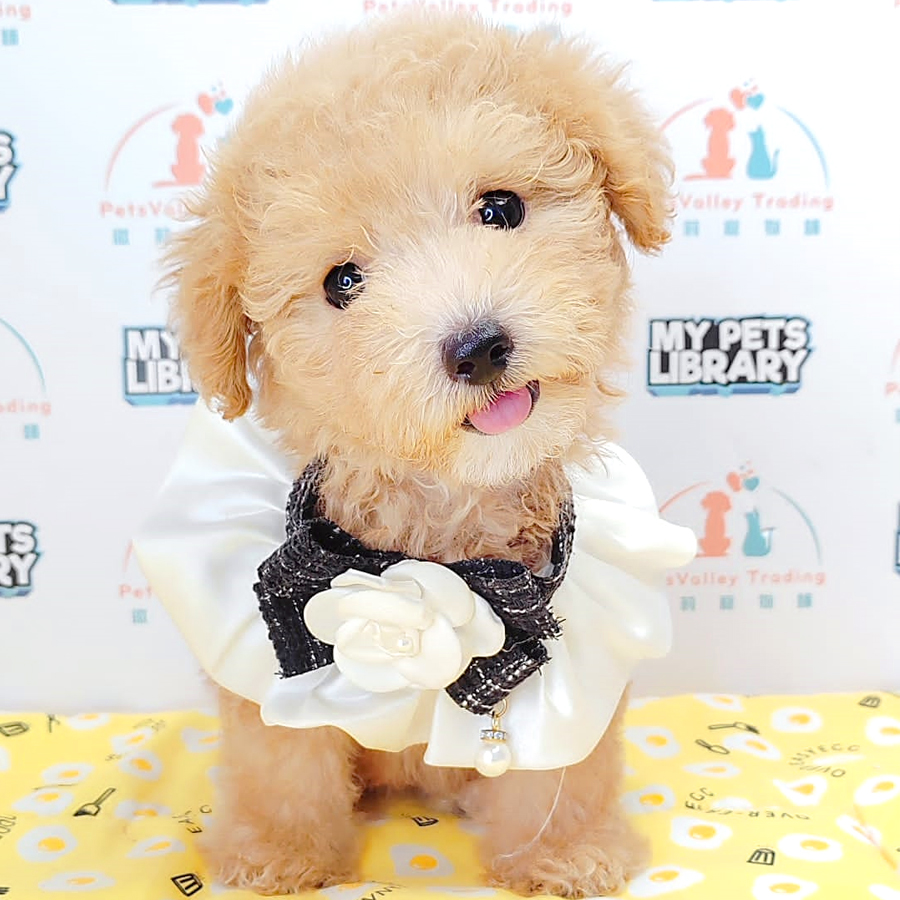 Tiny Poodle Puppy (Female) For Sale