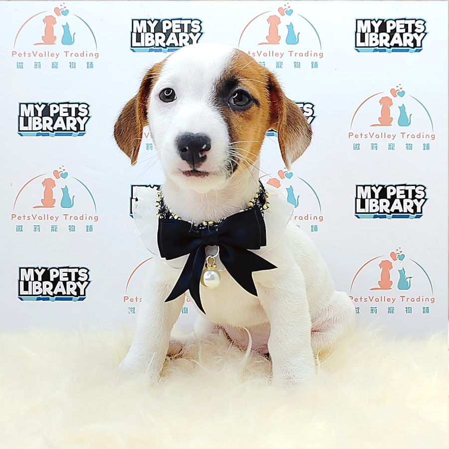Jack Russell Puppy (Male) For Sale