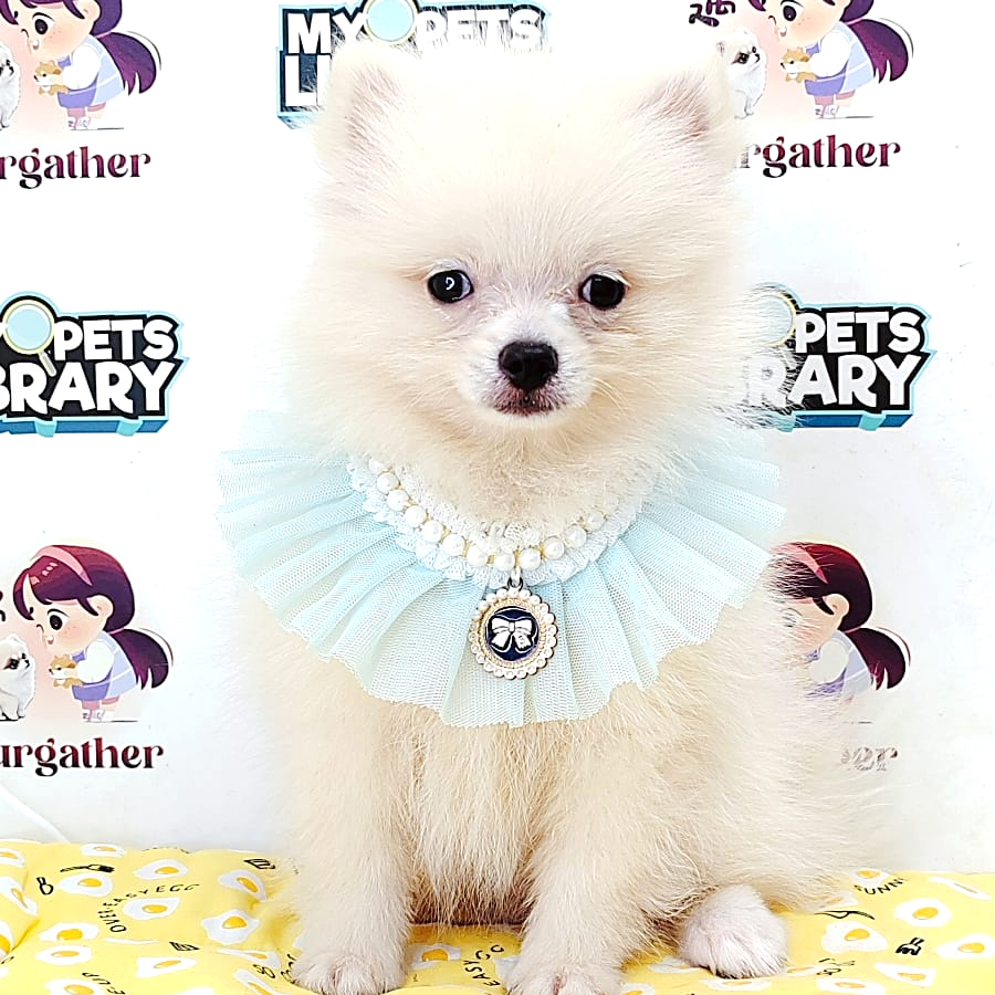 Pomeranian Puppy (Male) For Sale