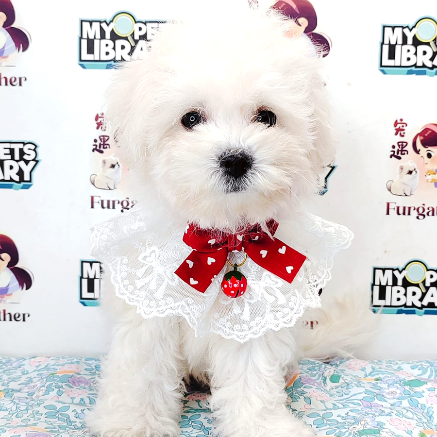 Bichon Puppy (Female) For Sale