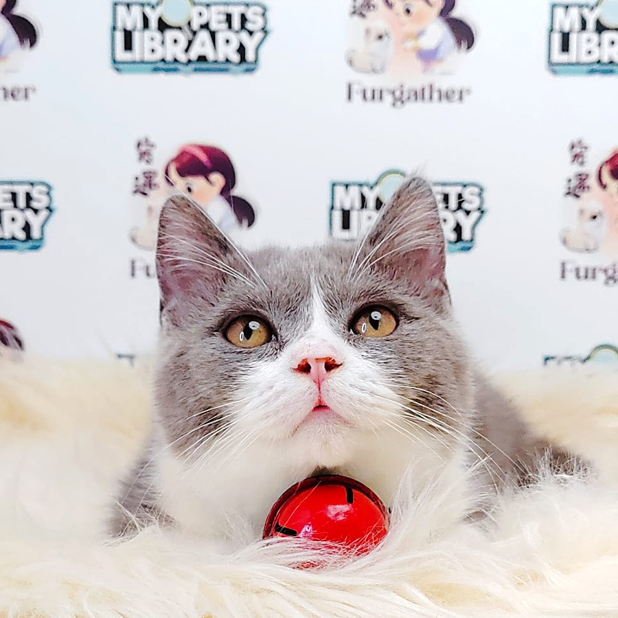 British Short Hair Kitten (Male) For Sale