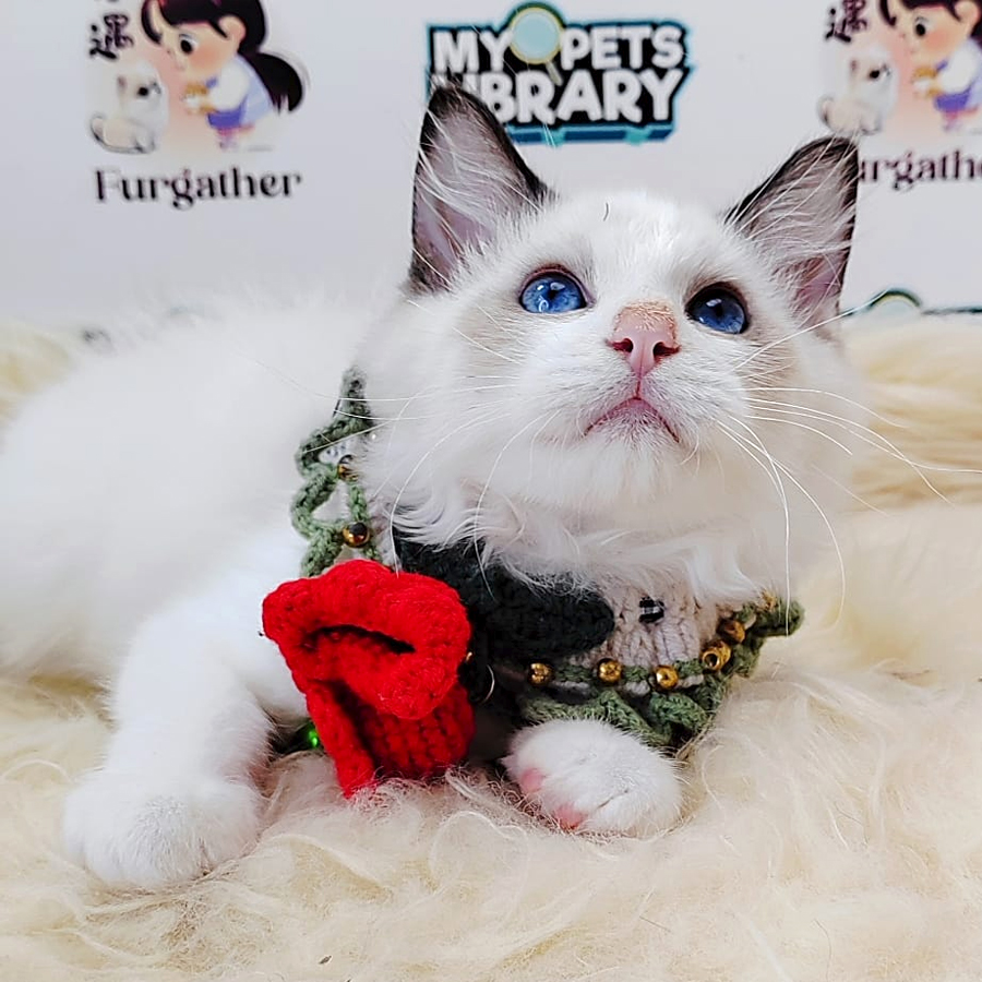 Ragdoll Kitten (Male) For Sale