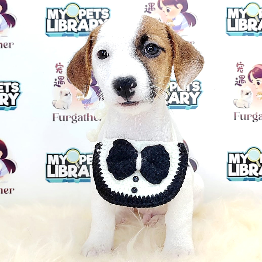 Jack Russell Puppy (Male) For Sale