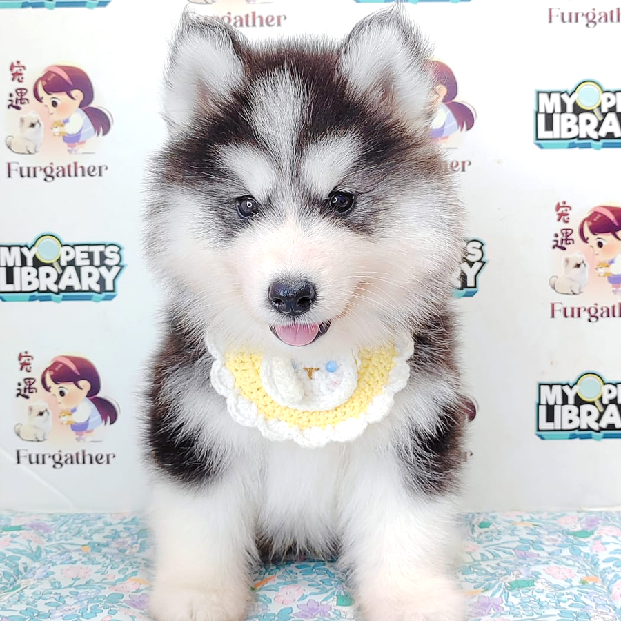 Wooly Husky Puppy (Male) For Sale