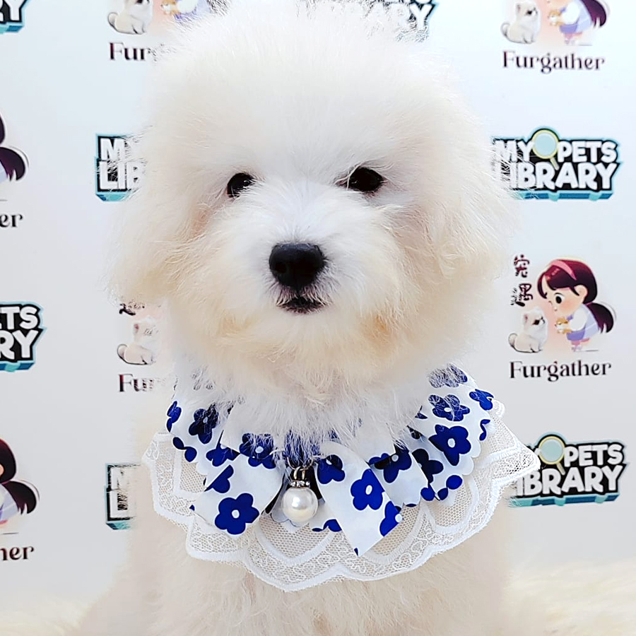 Maltipoo Puppy (Female) For Sale