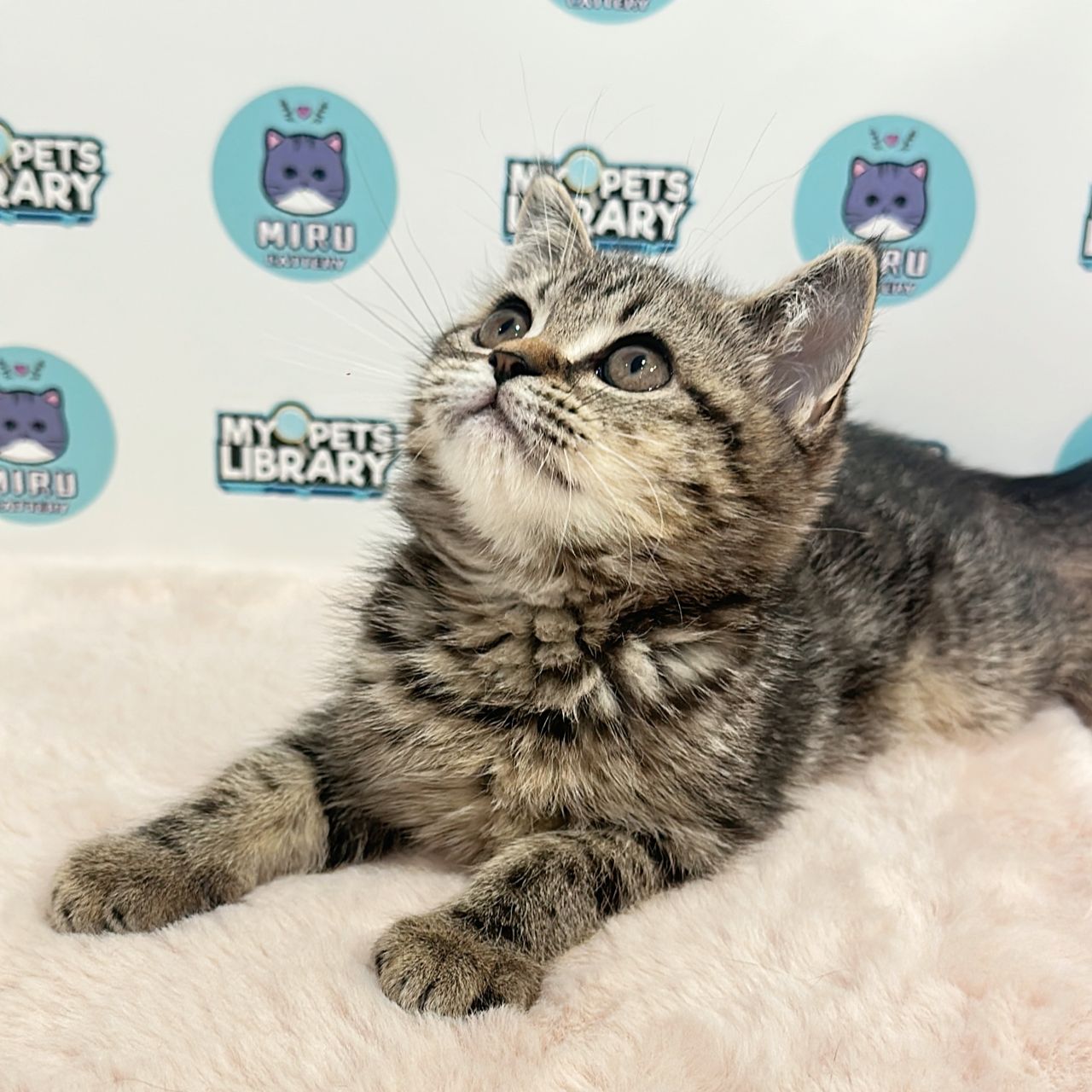 American Shorthair Kitten (Female) For Sale