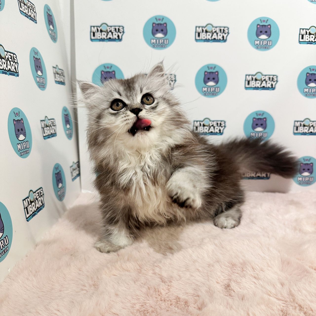 Super Short Minuet Napoleon Kitten (Male) For Sale