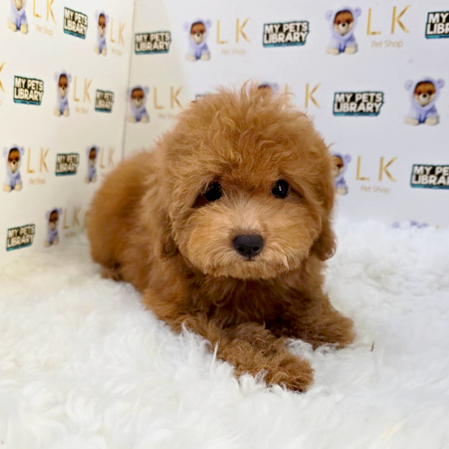 Toy Poodle Puppy (Female) For Sale