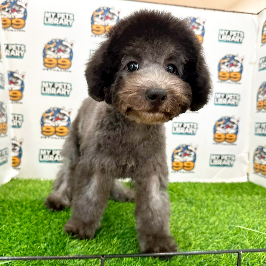 Toy Poodle Puppy (Female) For Sale
