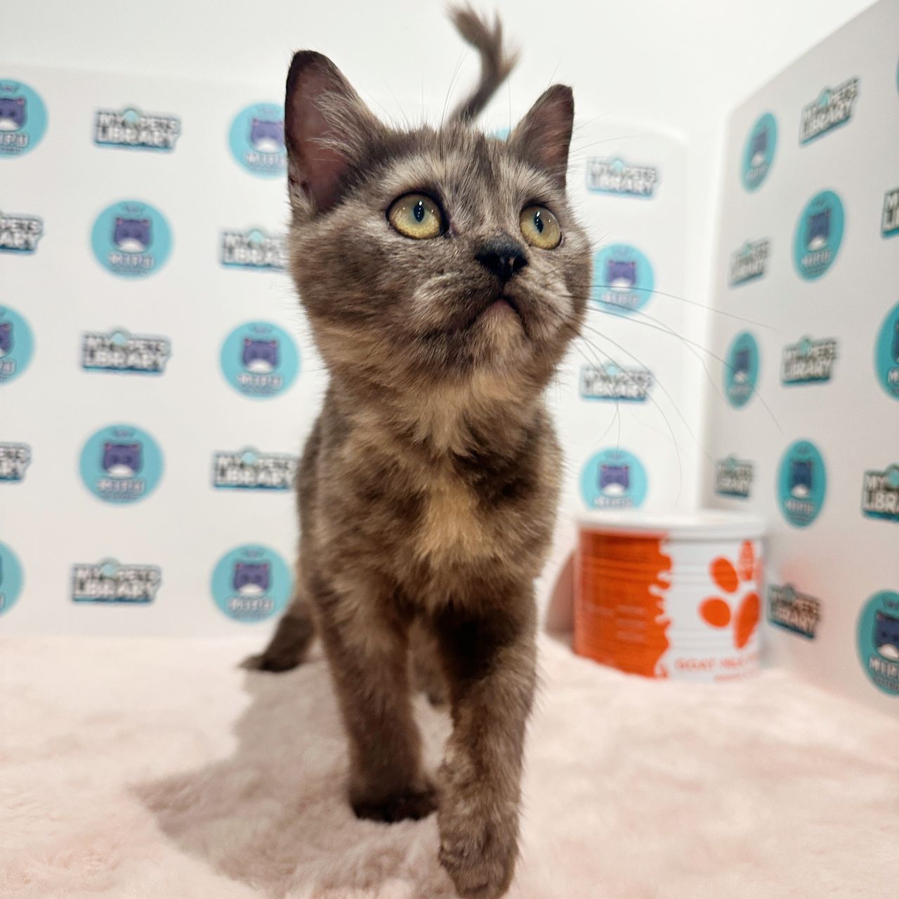Munchkin British Shorthair Kitten (Female) For Sale