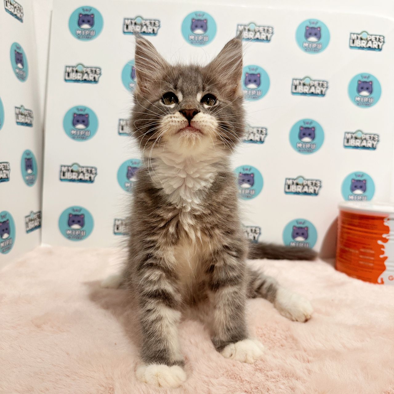 Maine Coon Kitten (Male) For Sale