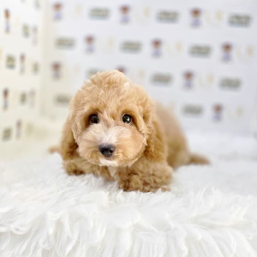 Maltipoo Puppy (Female) For Sale