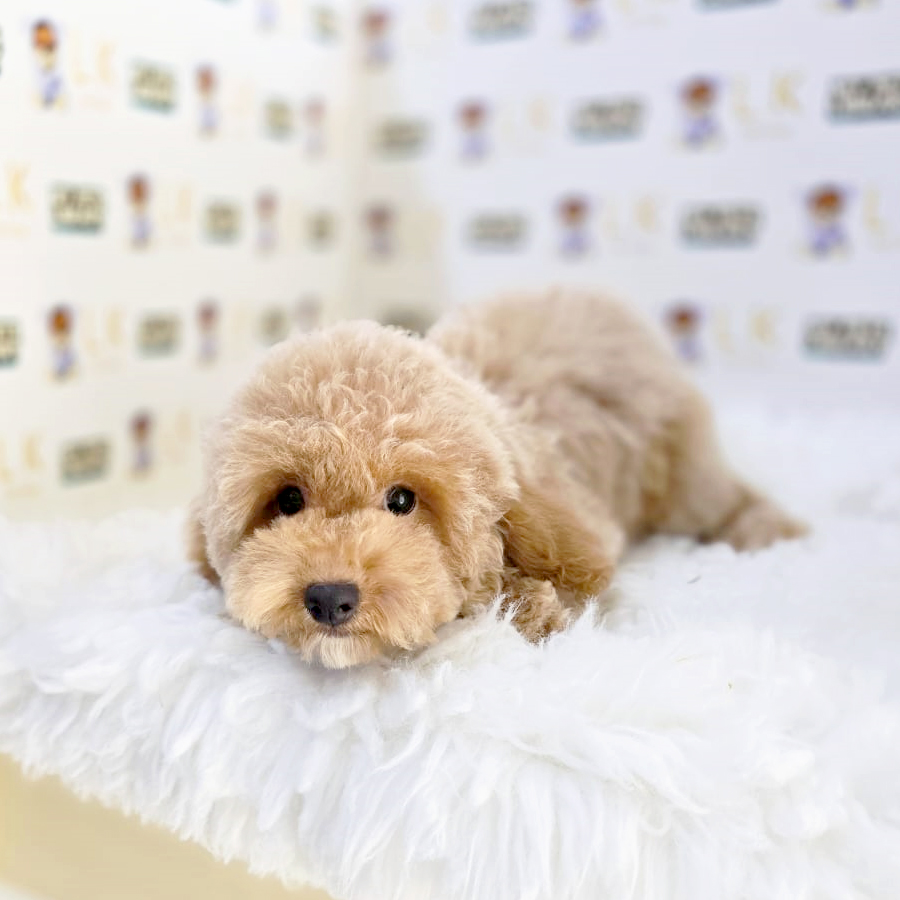 Toy Poodle Puppy (Female) For Sale