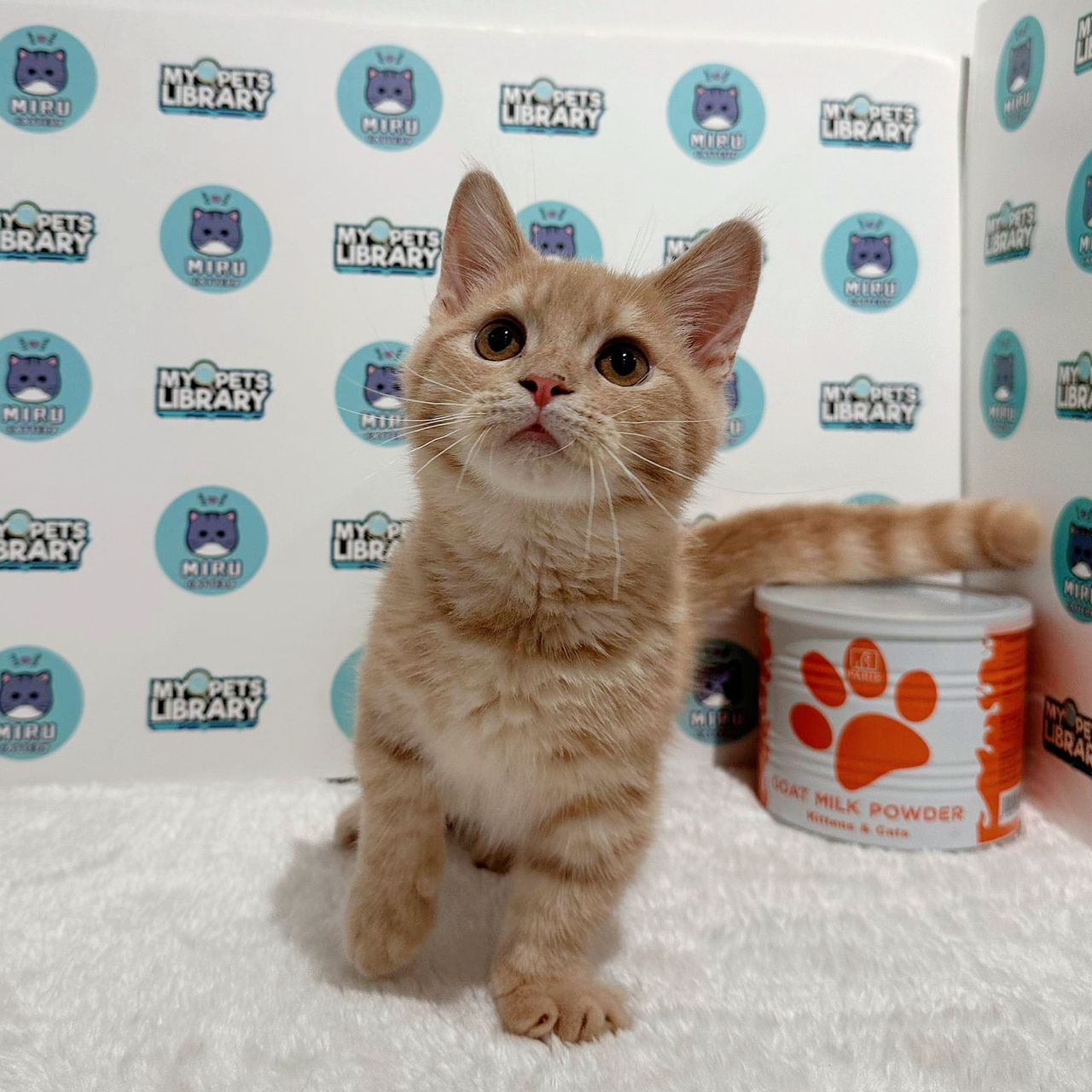 Munchkin British Shorthair Kitten (Male) For Sale