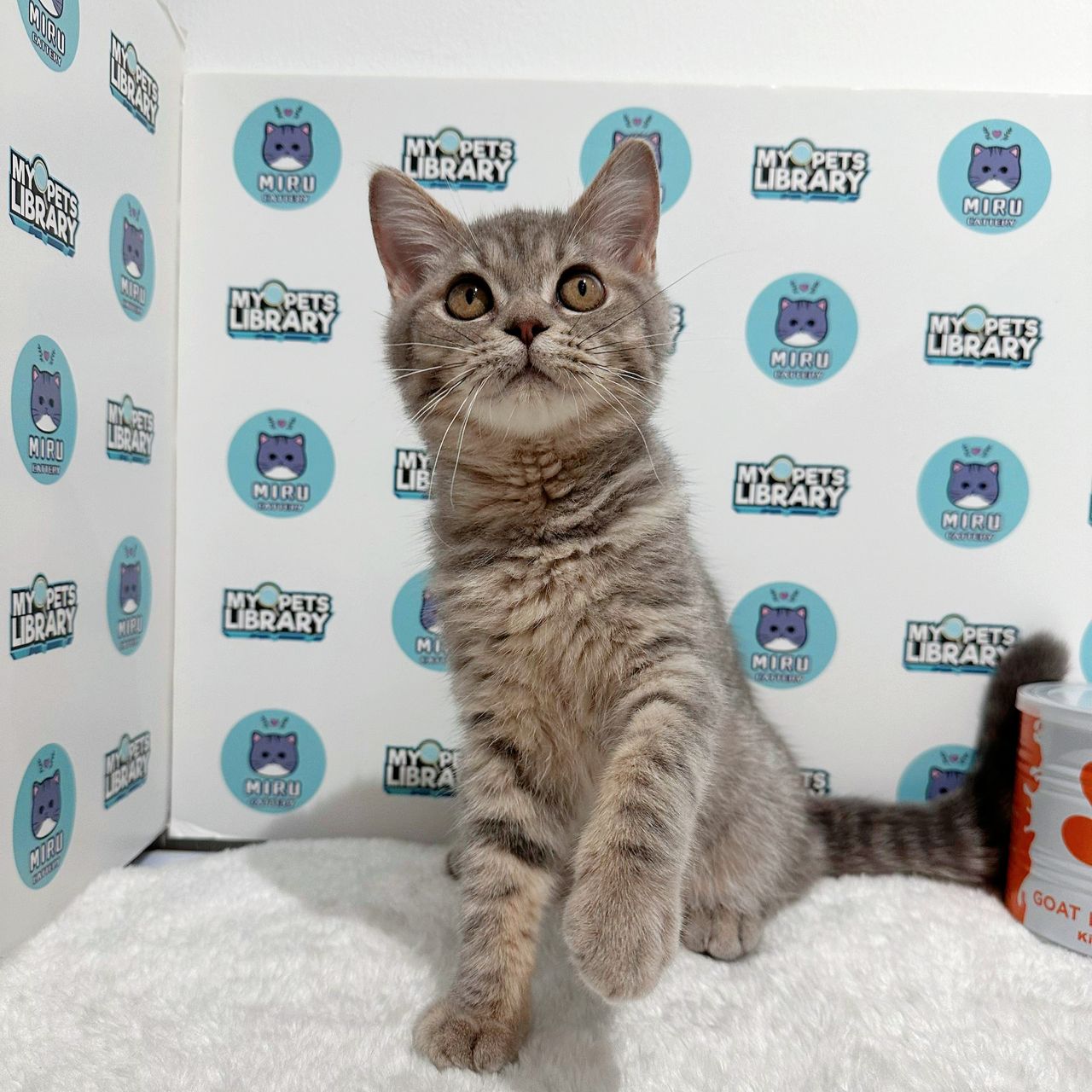 Maine Coon British Shorthair Kitten (Male) For Sale
