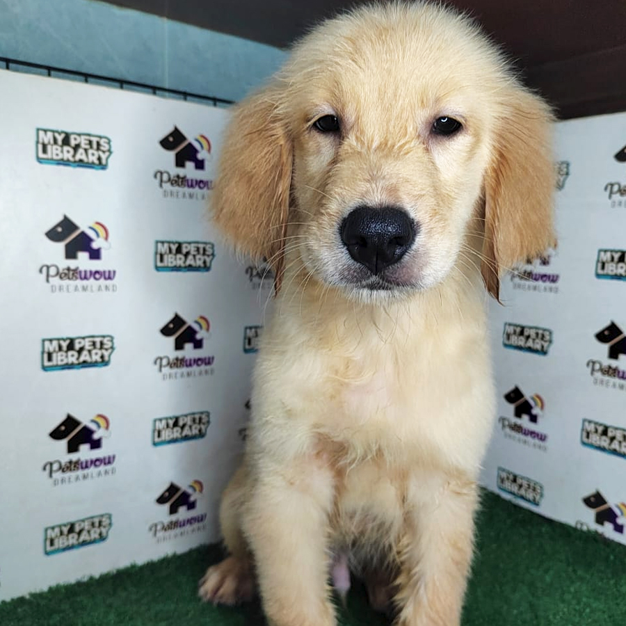 Golden Retriever Puppy (Male) For Sale