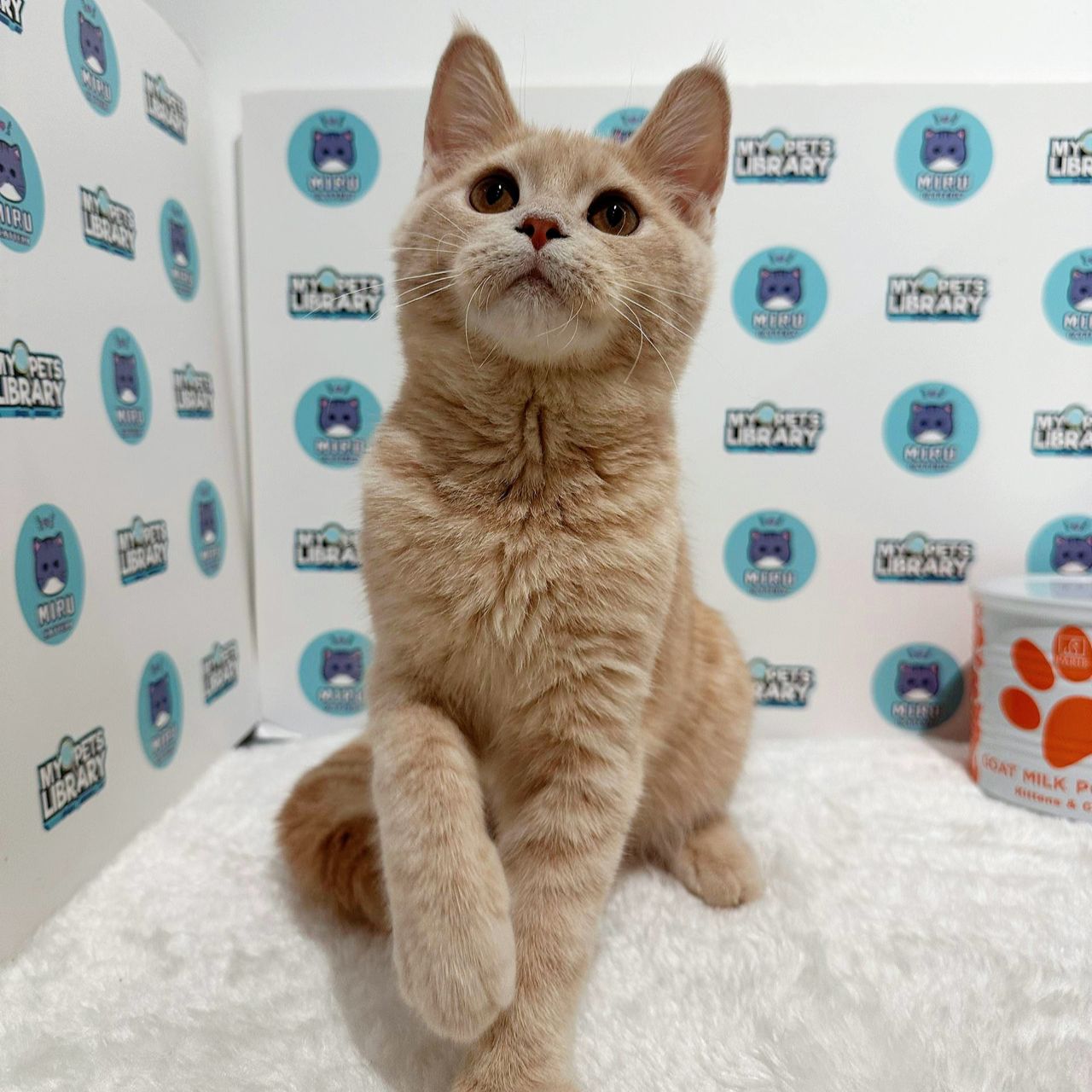 Maine Coon British Shorthair Kitten (Male) For Sale