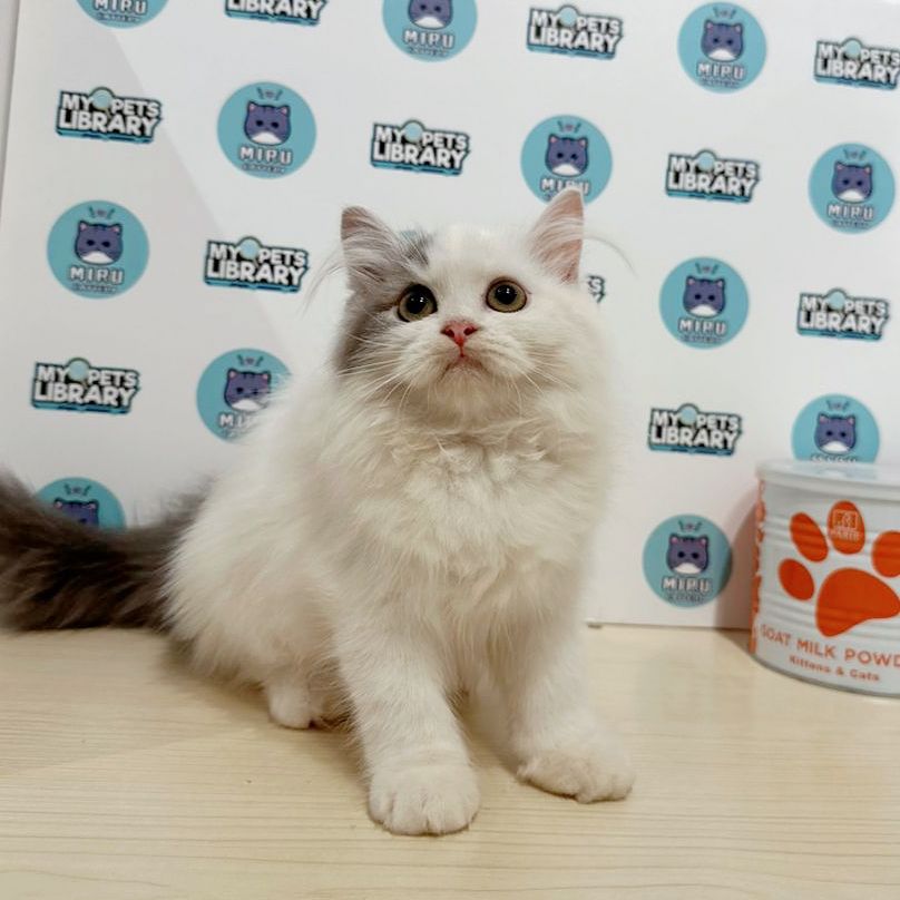 Turkish Angora Persia Kitten (Female) For Sale