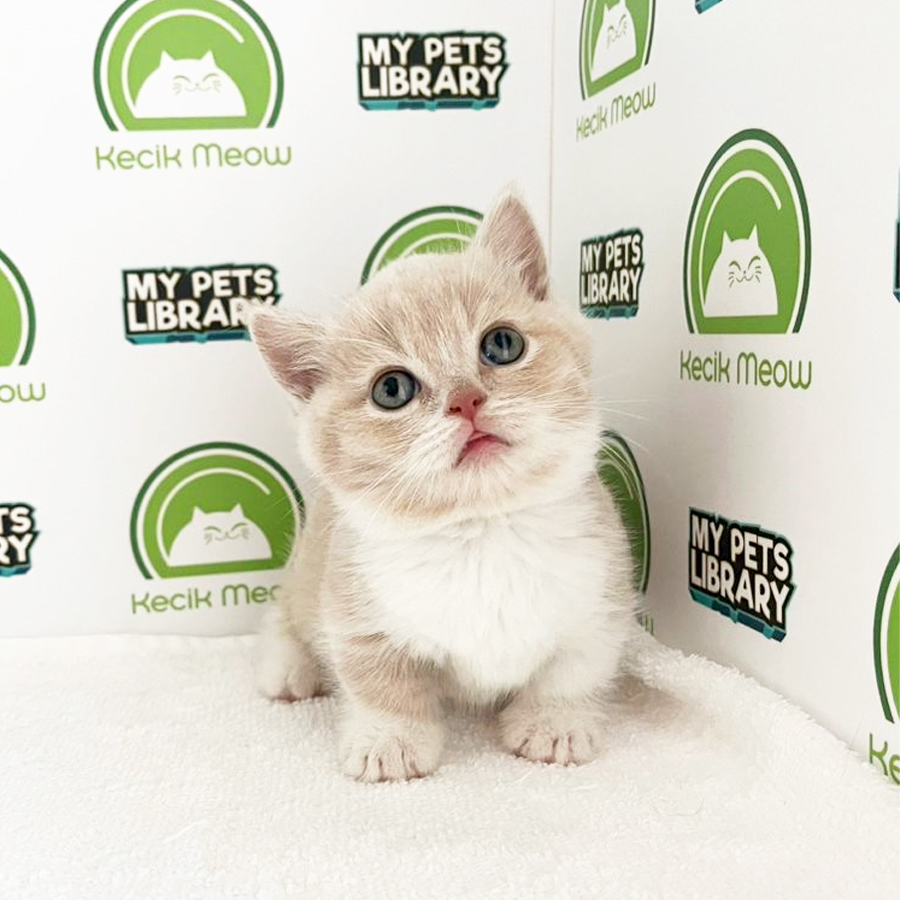 Munchkin Kitten (Male) For Sale