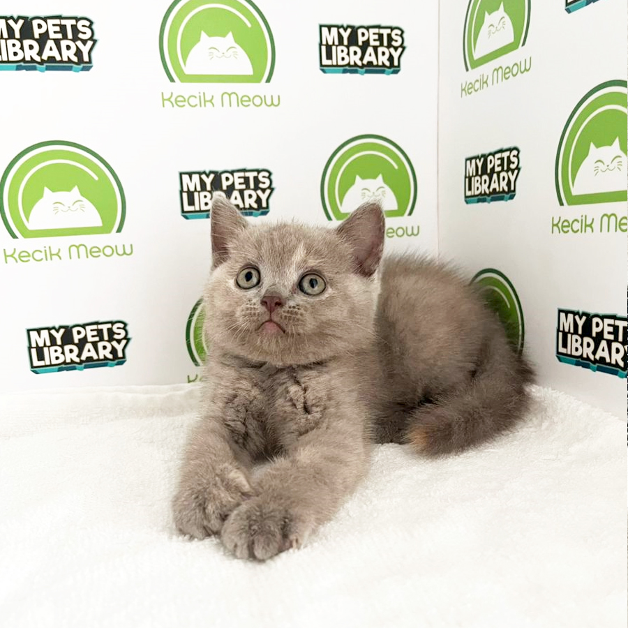 British Shorthair Kitten (Female) For Sale