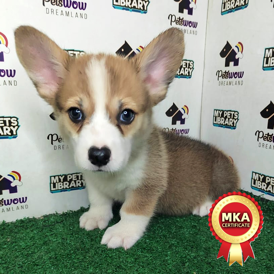 MKA Welsh Corgi Puppy (Female) For Sale