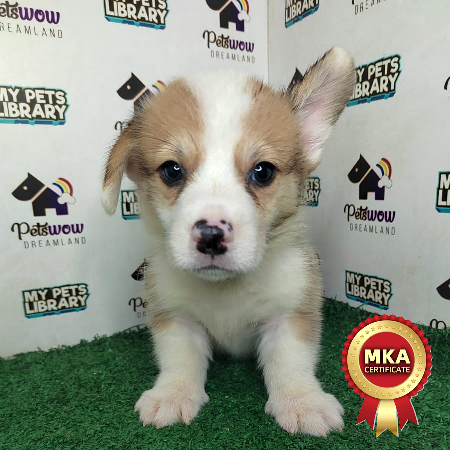 MKA Welsh Corgi Puppy (Male) For Sale