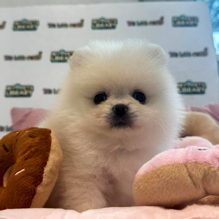 Tiny Teacup Pomeranian Puppy (Female) For Sale