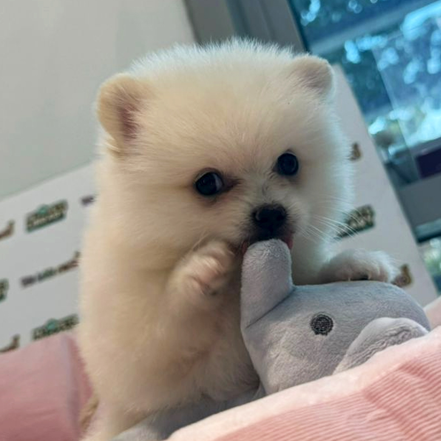 Tiny Pomeranian Puppy (Female) For Sale