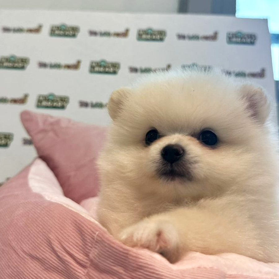 Tiny Pomeranian Puppy (Female) For Sale