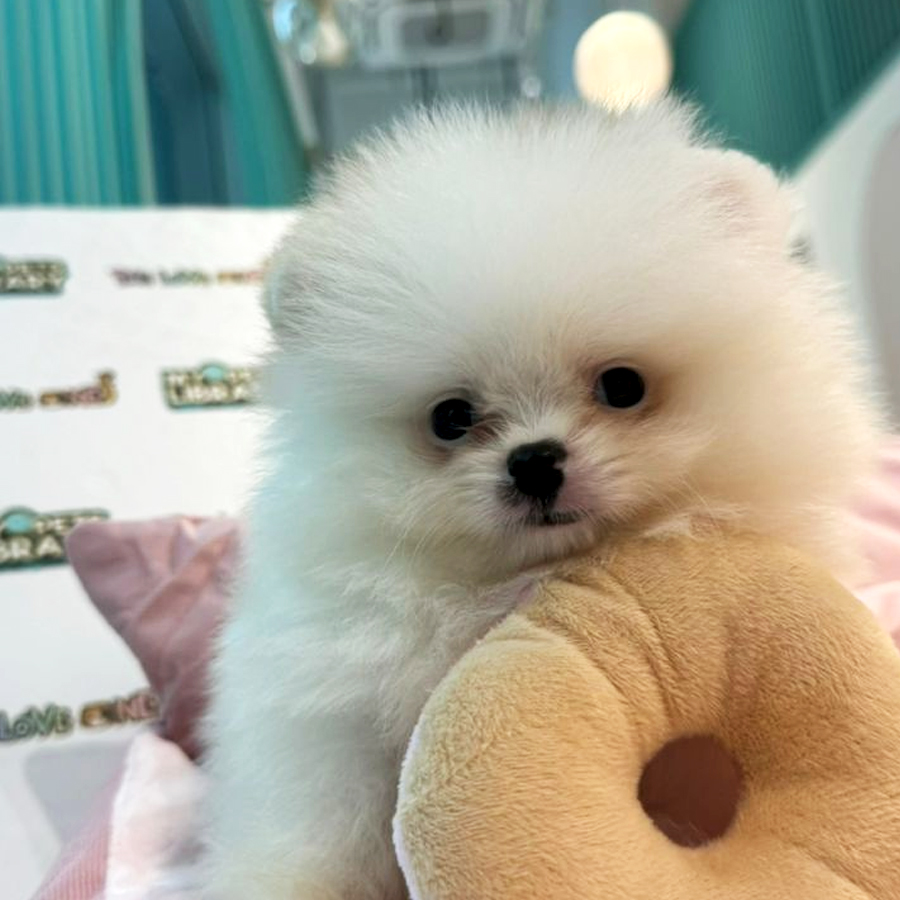 Tiny Teacup Pomeranian Puppy (Male) For Sale
